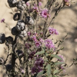 Kunzea parvifolia at Palerang, NSW - 3 Dec 2019 04:04 PM