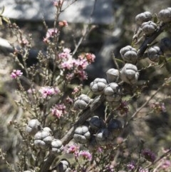 Kunzea parvifolia at Palerang, NSW - 3 Dec 2019 04:04 PM