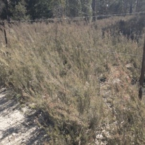 Kunzea parvifolia at Palerang, NSW - 3 Dec 2019 04:04 PM