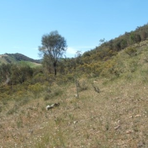 Acacia decora at Nangus, NSW - 21 Oct 2019 02:27 PM