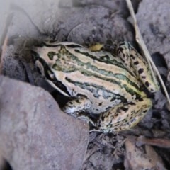 Limnodynastes peronii (Brown-striped Frog) at Mongarlowe River - 27 Dec 2020 by LisaH