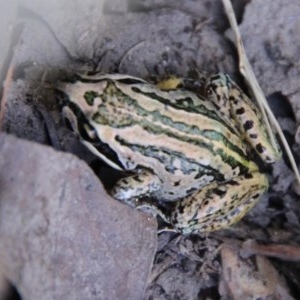 Limnodynastes peronii at Mongarlowe, NSW - suppressed