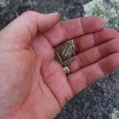 Limnodynastes peronii at Mongarlowe, NSW - suppressed