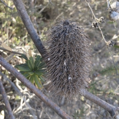 Banksia marginata (Silver Banksia) at Palerang, NSW - 3 Dec 2019 by Illilanga