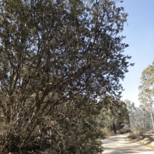 Banksia marginata at QPRC LGA - 3 Dec 2019