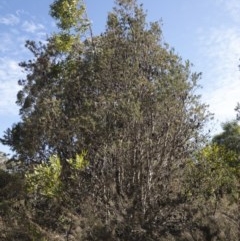 Banksia marginata at Palerang, NSW - 3 Dec 2019