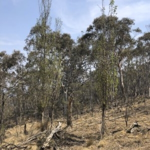 Populus nigra at Bredbo, NSW - 12 Jan 2020