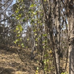 Populus nigra at Bredbo, NSW - 12 Jan 2020