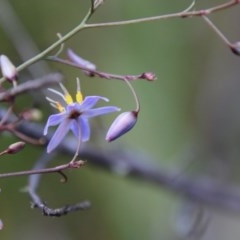 Dianella sp. (Flax Lily) at Mongarlowe, NSW - 27 Dec 2020 by LisaH