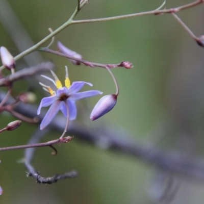 Dianella sp. (Flax Lily) at Mongarlowe, NSW - 27 Dec 2020 by LisaH