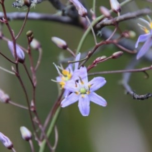 Dianella sp. at Mongarlowe, NSW - 27 Dec 2020