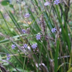 Dianella sp. at Mongarlowe, NSW - 27 Dec 2020