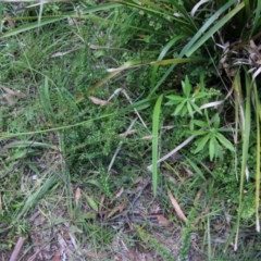 Dianella sp. at Mongarlowe, NSW - 27 Dec 2020