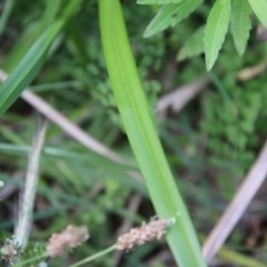 Dianella sp. at Mongarlowe, NSW - 27 Dec 2020