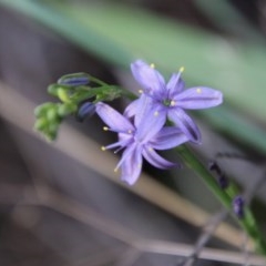 Caesia calliantha (Blue Grass-lily) at Mongarlowe, NSW - 27 Dec 2020 by LisaH
