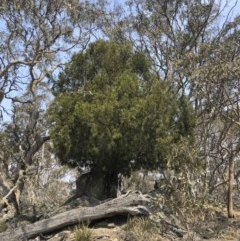 Exocarpos cupressiformis (Cherry Ballart) at Bredbo, NSW - 12 Jan 2020 by Illilanga
