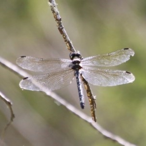 Anisoptera (suborder) at QPRC LGA - suppressed