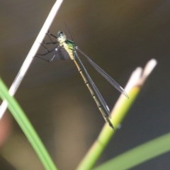 Synlestes weyersii (Bronze Needle) at Mongarlowe, NSW - 27 Dec 2020 by LisaH