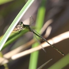 Synlestes weyersii at QPRC LGA - 27 Dec 2020