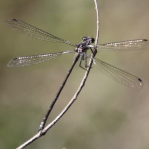 Austroargiolestes sp. (genus) at QPRC LGA - 27 Dec 2020