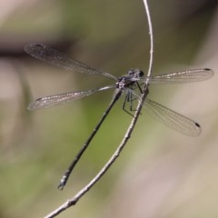 Austroargiolestes sp. (genus) at QPRC LGA - suppressed