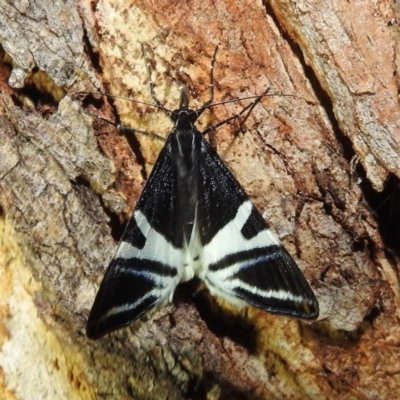 Phrataria bijugata (Bold Phrataria) at Lions Youth Haven - Westwood Farm A.C.T. - 25 Dec 2020 by HelenCross