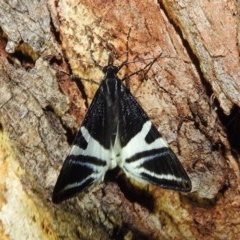 Phrataria bijugata (Bold Phrataria) at Lions Youth Haven - Westwood Farm - 25 Dec 2020 by HelenCross