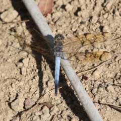 Orthetrum caledonicum (Blue Skimmer) at Mongarlowe River - 27 Dec 2020 by LisaH