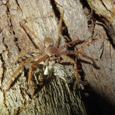 Isopeda canberrana (Canberra Huntsman Spider) at Lions Youth Haven - Westwood Farm A.C.T. - 25 Dec 2020 by HelenCross