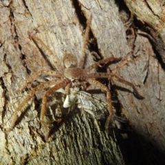 Unidentified Huntsman spider (Sparassidae) (TBC) at Kambah, ACT - 25 Dec 2020 by HelenCross