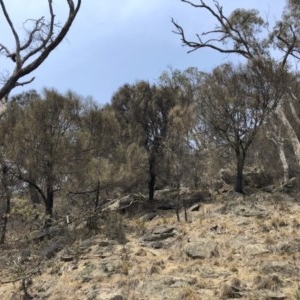 Allocasuarina verticillata at Bredbo, NSW - 12 Jan 2020