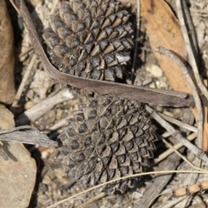 Allocasuarina verticillata at Bredbo, NSW - 12 Jan 2020