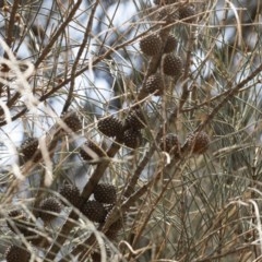 Allocasuarina verticillata at Bredbo, NSW - 12 Jan 2020