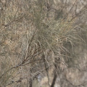Allocasuarina verticillata at Bredbo, NSW - 12 Jan 2020