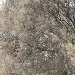 Allocasuarina verticillata at Bredbo, NSW - 12 Jan 2020