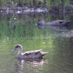 Anas gracilis (Grey Teal) at Mongarlowe River - 27 Dec 2020 by LisaH