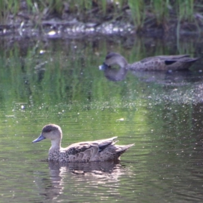 Anas gracilis (Grey Teal) at Mongarlowe River - 27 Dec 2020 by LisaH