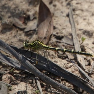 Austrogomphus guerini at Mongarlowe, NSW - suppressed