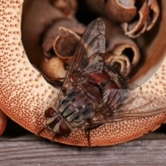 Rutilia (Rutilia) sp. (genus & subgenus) (Bristle fly) at Melba, ACT - 12 Dec 2020 by kasiaaus