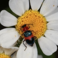 Dicranolaius cinctus (Notched-leg Red & Blue Flower Beetle) at Melba, ACT - 12 Dec 2020 by kasiaaus