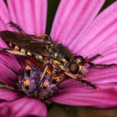 Thereutria amaraca (Spine-legged Robber Fly) at Melba, ACT - 12 Dec 2020 by kasiaaus