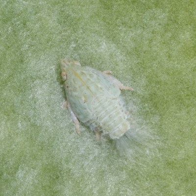Siphanta sp. (genus) (Green planthopper, Torpedo bug) at Melba, ACT - 12 Dec 2020 by kasiaaus