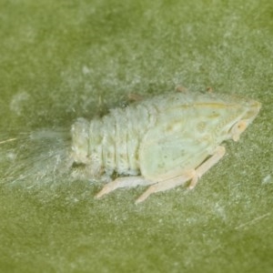 Siphanta sp. (genus) at Melba, ACT - 12 Dec 2020