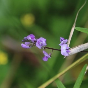 Glycine clandestina at Mongarlowe, NSW - 14 Dec 2020