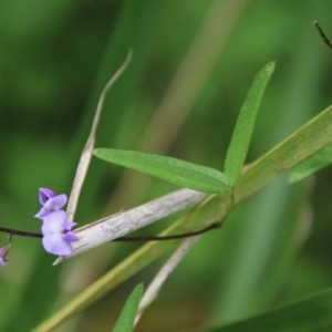 Glycine clandestina at Mongarlowe, NSW - 14 Dec 2020