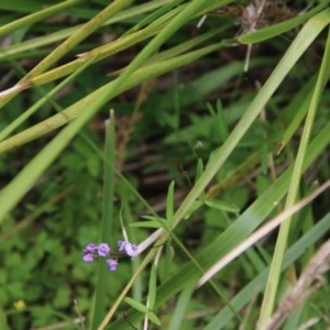 Glycine clandestina at Mongarlowe, NSW - 14 Dec 2020