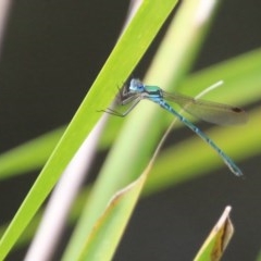 Austrolestes cingulatus (Metallic Ringtail) at Mongarlowe, NSW - 14 Dec 2020 by LisaH