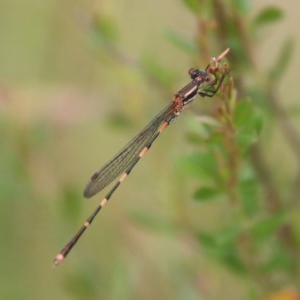 Austrolestes leda at QPRC LGA - suppressed