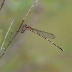 Austrolestes leda at QPRC LGA - suppressed