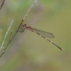 Austrolestes leda at QPRC LGA - 14 Dec 2020